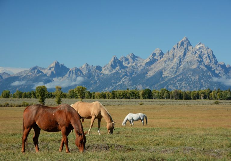 horses, mountains, landscape