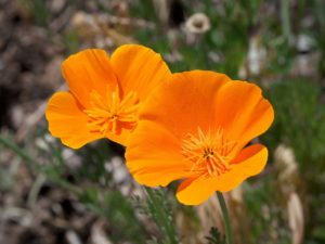 poppy, california, blooms